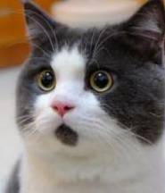 云顶集团·(中国)手机版app下载